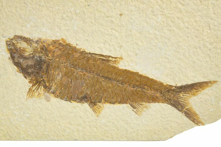 Detailed Fossil Fish (Knightia) - Wyoming #318548